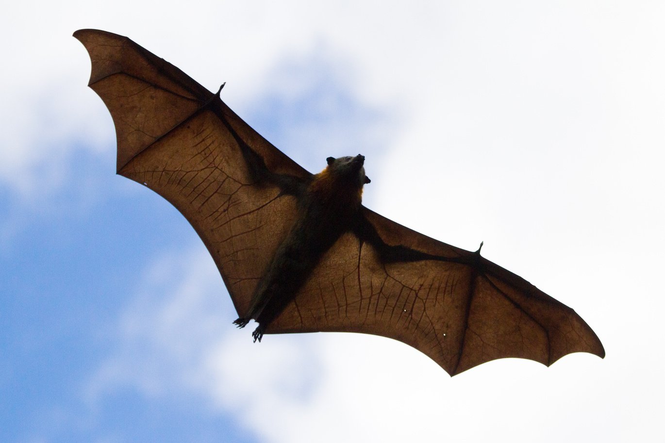 Fruit Bat Wings